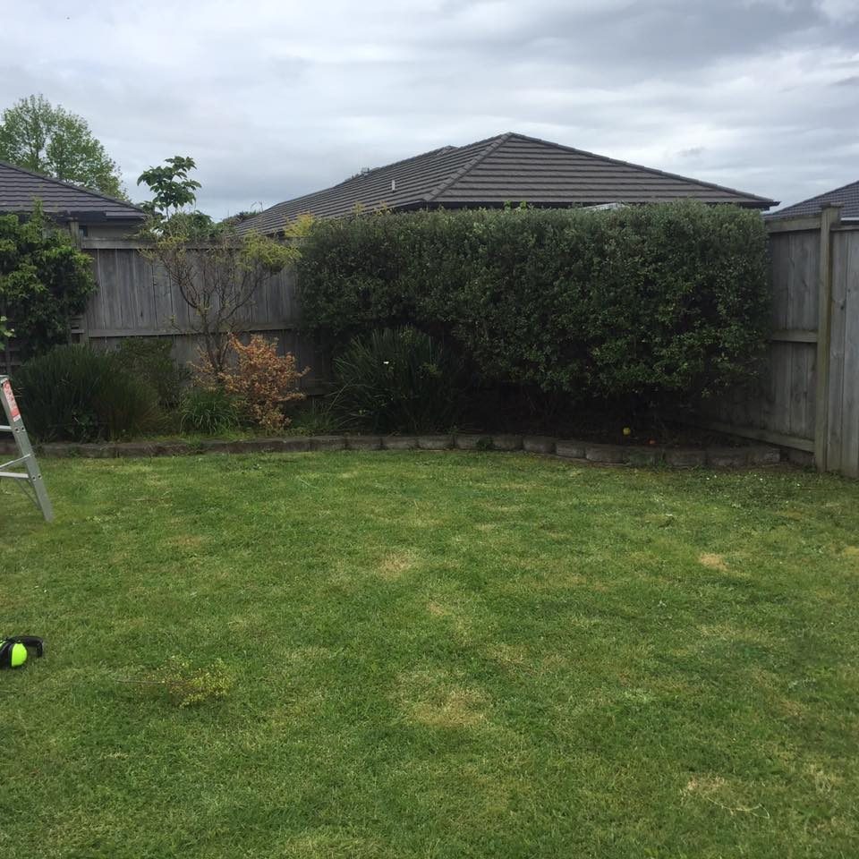 A mown back lawn with a trimmed hedge along the fence line and a ladder to one side
