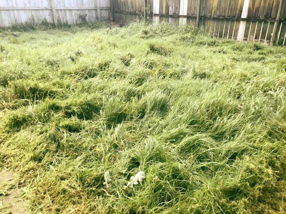 A back section with long, overgrown grass up against a timber fence